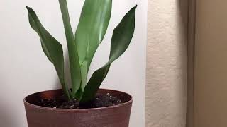 Time lapse Sansevieria moonshine leaf pushing up [upl. by Anaujit478]