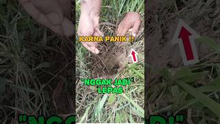 cara mancing belut parit [upl. by Arel]