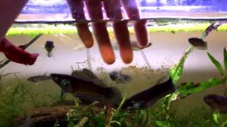 Day 10 Daily Betta Vlog Challenge Sake in the fish room and treating rubra with Levamisole [upl. by Yerhcaz]