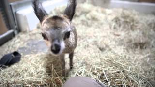 Baby klipspringer at Lincoln Park Zoo [upl. by Araid]