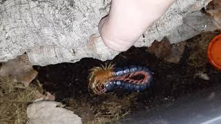 Scolopendra dehaani orange legs molting [upl. by Anaej]