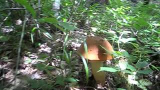 boletus porcini bellissimi Gambarie aspromonte [upl. by Ytirahs437]