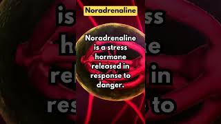 Noradrenaline [upl. by Tnirb]