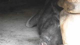 Snoring Pig Philippines [upl. by Jasisa]