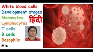 White blood cell in hindi  formation  types of WBCs  functions  monocyte macrophage system [upl. by Utir750]