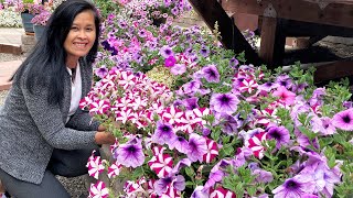 These Petunias keeps blooming all summer long How I keep them blooming🌸💐🌼 [upl. by Inal]