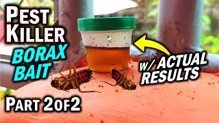 Is Borax Effective vs ANTS ROACHES amp TERMITES as a Pest Killer Part 2 of 2 [upl. by Kegan189]