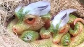 Baby dragon opens its eyes in China for the first time May 2 2017 Explained [upl. by Ij]