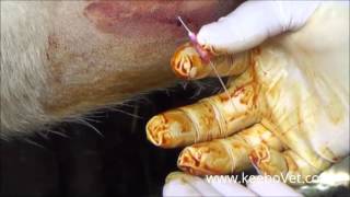 Large Abscess In Farm Cows Watch How Veterinarian Helps Animals By Draining It [upl. by Dieterich]