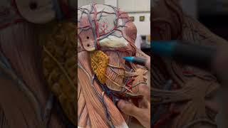 PAROTID GLANDPAROTID DUCTBORDERS AND SURFACESRELATIONSHEAD AND NECK [upl. by Edia]