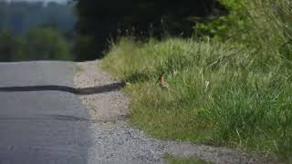 Hop Eurasian Hoopoe Upupa epops [upl. by Malory]