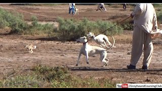 new shikar in Pakistan 2020 season  greyhound vs rabbit  rabbiting [upl. by Eseneg947]