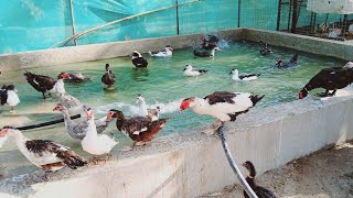 caring for muscovy ducks  muscovy duck care  muscovy duck farming [upl. by Tremain]