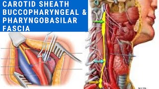 Deep Cervical Fascia of Neck  CAROTID SHEATH  BUCCOPHARYANGEAL FASCIA  PHARYNGOBASILAR FASCIA [upl. by Addis387]