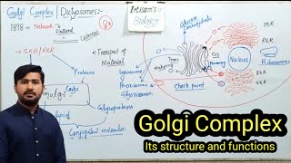 46 Golgi Complex golgi bodies  Golgi Apparatus  Dictyosomes  Fsc Biology class 11 [upl. by Nowad]