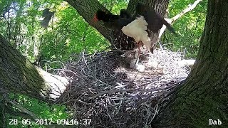 20170528 9h46m Poland Lodz DabGoshawk visit the nest [upl. by Dercy]