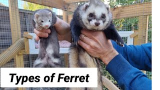 Discover Which Type of Ferret is Perfect for You [upl. by Eijneb]