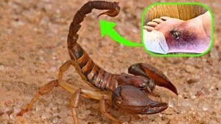 10 most venomous animals in the world [upl. by Ahsaek243]