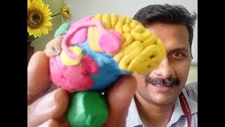 हिंदी में Language Areas in Brain मस्तिष्क में भाषा क्षेत्र [upl. by Leyes130]