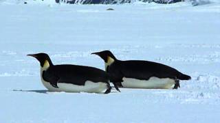 Emperor Penguin quotsleddingquot across the Antarctic ice pack [upl. by Yule]