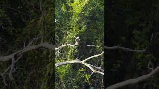 Greyheaded Fish Eagle 灰头渔雕 sonyrx100vii [upl. by Anyl251]