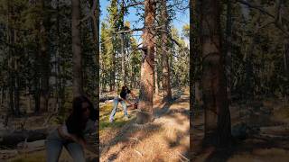 Cutting down trees with my stihl chainsaw 🪵🔥 firewood stihl chainsaw [upl. by Latyrc]