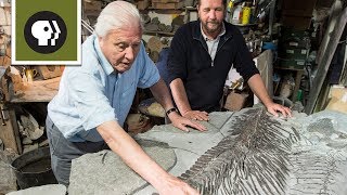 Discovering a New Ichthyosaur [upl. by Florance]