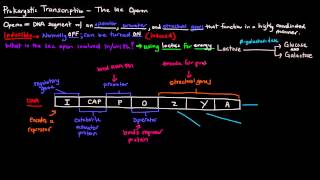 Prokaryotic Transcription Part 2 of 5  The lac Operon [upl. by Gnut913]