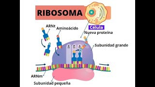 Ribosoma Traducción síntesis de proteínas [upl. by Ginger]