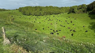 Newzealand dairy farming vlogs no 85 🐄🚜 [upl. by Coraline598]