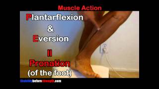 Fibularis Peroneus Longus Muscle Anatomy 512 Peroneus Longus Muscle Stretch amp Exercise [upl. by Charpentier]