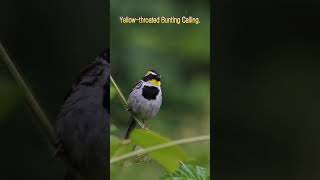 Yellow throated Bunting Calling 노랑턱멧새 아름다운 노랫소리 birdwatching shorts birds [upl. by Edyaw]