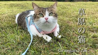 草原の猫【Grassland cat】 [upl. by Doykos814]