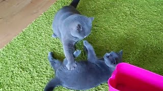 British Shorthair Cats Play Fight and then Make Up [upl. by Aneehsar]