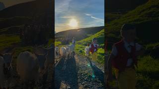 Wonderful Swiss Alpine Cattle Drive Toggenburg 🇨🇭🐐 🐄 ☀️ ⛰️ 🫶 goats and cows go up to the alp selun [upl. by Deeraf]