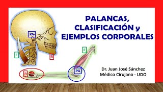 🥇 PALANCAS Clasificación y Ejemplos Corporales en Anatomía [upl. by Truelove84]