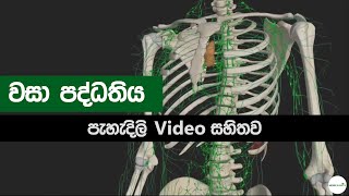 මානව වසා පද්ධතිය  Human lymphatic system sinhala  wasa paddathiya  AL and OL biology [upl. by Lalitta]