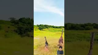 Giraffe Vs Lion Fight 🥺 animals lionvsgiraffe lionfight lionsfight animalbattle shorts [upl. by Yllrebmik]