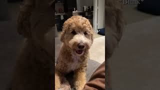 Labradoodle dog’s Facial Expression Explained shorts [upl. by Tdnarb]