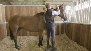 How To Prepare A Racehorse To Race Part 1 HorseHowTo [upl. by Ire76]