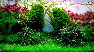 Complete Aquascaping Beginners Guide  Learn ALL The Basics [upl. by Atsahs]