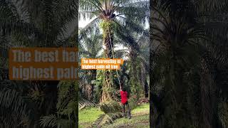 the best skill of highest palm oil tree [upl. by Allenad]