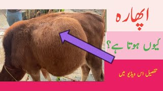 Impaction of rumen  Bloat  Acute tympany  gasses in rumen  IrfanSial [upl. by Yedarb200]