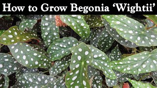 How to Grow Begonia Wightii [upl. by Miguela]