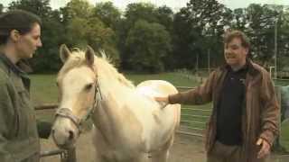 Laminitis [upl. by Budd]