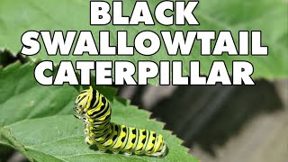 Meet The Black Swallowtail Caterpillar [upl. by Tranquada]