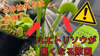 ［注意！］ハエトリソウが黒くなる原因と対処法 食虫植物育て方 [upl. by Aiyt]