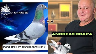 Andreas Drapa Racing Pigeon Double Porsche Bloodline For Sale In M And C Pigeons Auction [upl. by Keely]