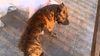 Dogo Argentino vs Pitbull [upl. by Annahpos]