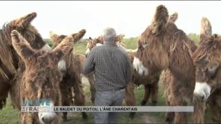 ANIMAUX  Le baudet du Poitou lâne Charentais [upl. by Aihsat]